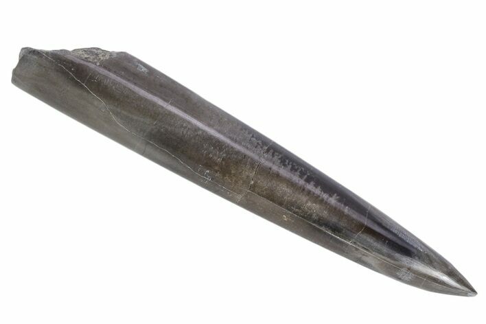 Jurassic Fossil Belemnite Rostrum - England #357340